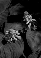 Kenan Hostas