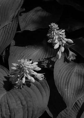 Kenan Hostas