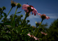 Reaching for the Light