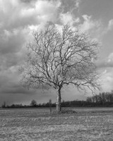 Lone Sycamore