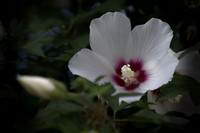 Rose of Sharon