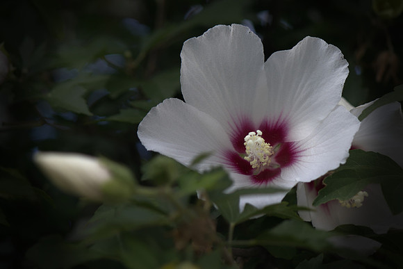 Rose of Sharon