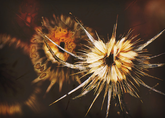 Scary Thistle