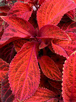 Flora