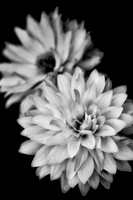 Dahlia