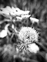Opening