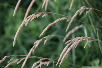 In the Breeze