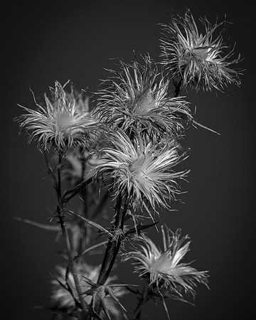 Fireworks in the Field