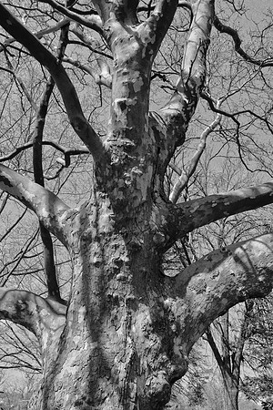 Twisted Shadows