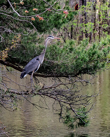 Heron on the Pond