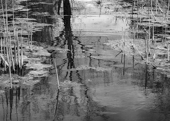 Reeds Among the Ripples