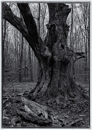 Wise Old Tree
