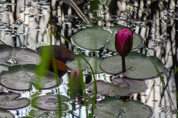 Pond Lilies