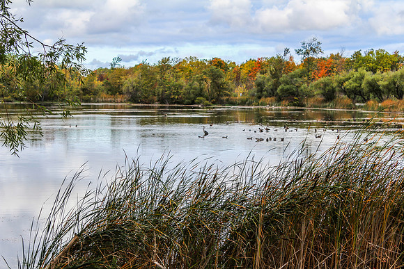 Waterfowl at Bond Lake
