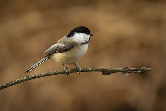 Black Capped Chickadee