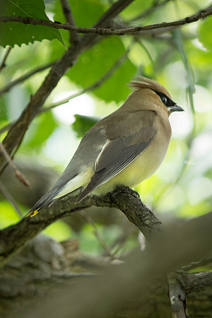 Waxwing