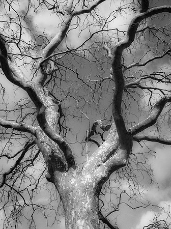 Lone Sycamore