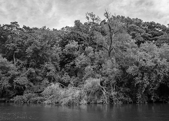 Dense Foliage Along the Canal