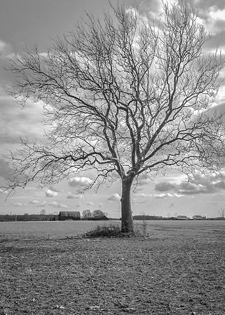 Treescape