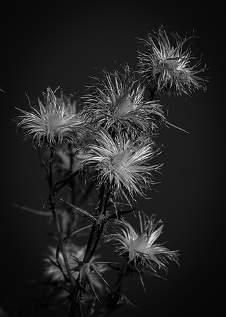 Fireworks in the Field