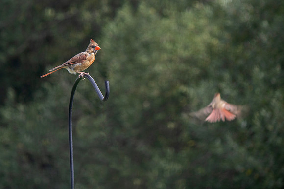 Cardinal Pair