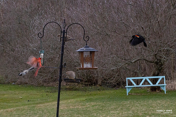 Yard Birds